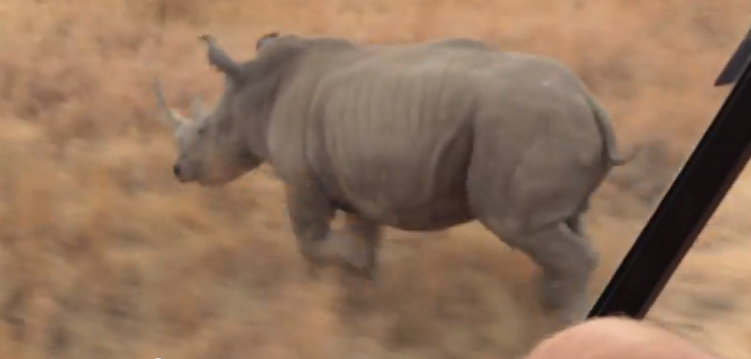 SAC joins rhino fight