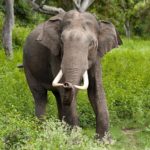 Elephant kills two Sri Lankan cricket stadium staff